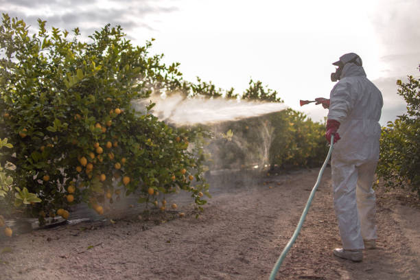 Best Bed Bug Extermination  in East End, AR