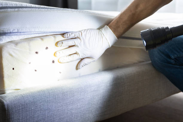 Best Flea Control Services  in East End, AR